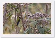 06SopaNgorongoro - 12 * Pin-tailed Whydah.